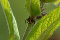 Oxyopes ramosus