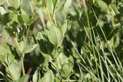 Pearsonia cajanifolia