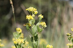 Pearsonia cajanifolia