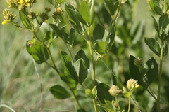 Pearsonia cajanifolia
