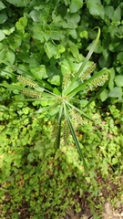 Cyperus cyperinus