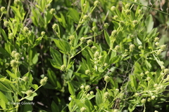 Pearsonia cajanifolia
