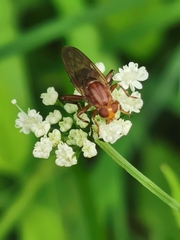 Hammerschmidtia ferruginea