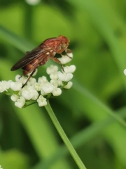 Hammerschmidtia ferruginea