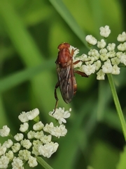 Hammerschmidtia ferruginea