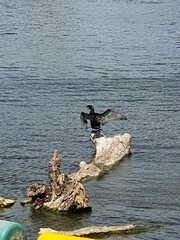 Phalacrocorax carbo