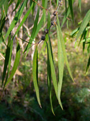 Agonis flexuosa