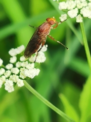 Hammerschmidtia ferruginea