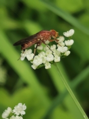 Hammerschmidtia ferruginea