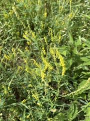 Melilotus officinalis