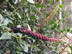 Phytolacca heterotepala