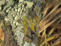 Ramalina leptocarpha