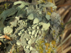 Ramalina leptocarpha