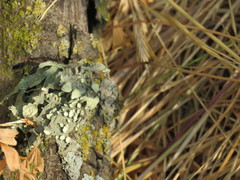 Ramalina leptocarpha