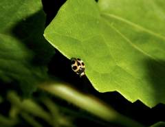 Platynaspis maculosa