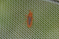 Lixus ochraceus