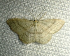 Scopula frigidaria