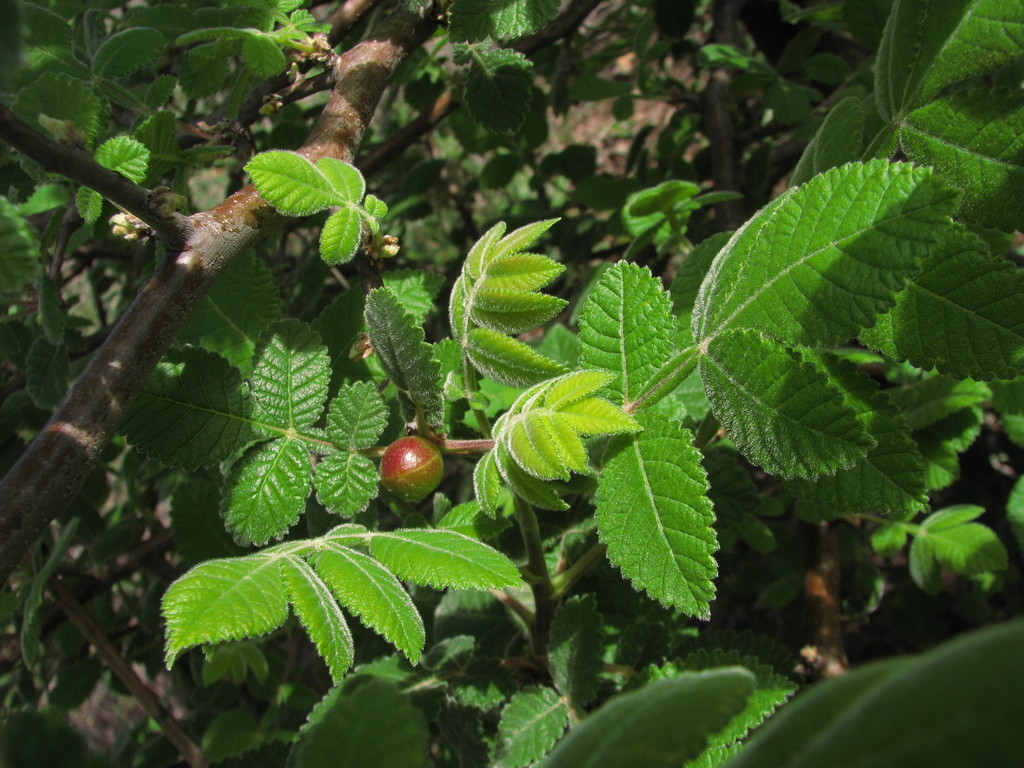 Bursera palmeri from Aguascalientes, Aguascalientes, México on June 27, 2015 at 10:04 AM by
