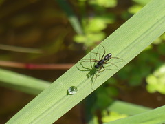 Microlinyphia pusilla