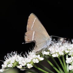 Satyrium spini