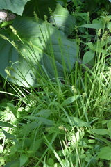 Carex laevivaginata
