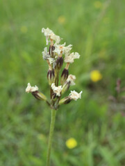 Primula farinosa