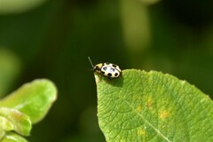 Cryptocephalus decemmaculatus