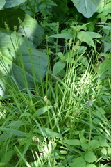 Carex laevivaginata