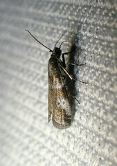 Acrobasis vaccinii