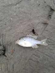Lepomis humilis