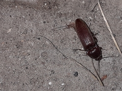 Hemicrepidius nemnonius