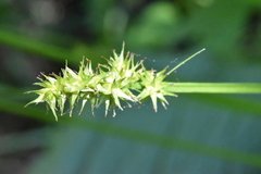 Carex laevivaginata