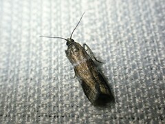Acrobasis vaccinii
