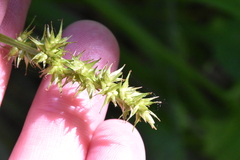 Carex laevivaginata