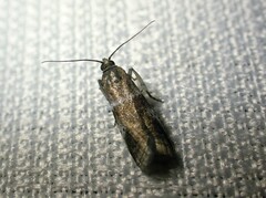 Acrobasis vaccinii