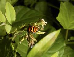 Cryptocephalus trifasciatus