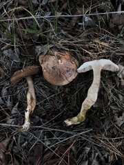 Tylopilus indecisus