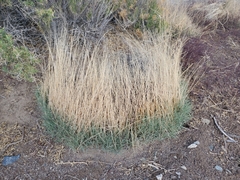 Muhlenbergia pungens
