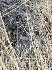 Muhlenbergia pungens
