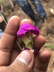 Bletia macristhmochila