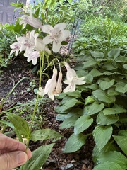 Penstemon digitalis