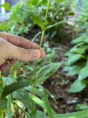 Penstemon digitalis
