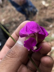 Bletia macristhmochila