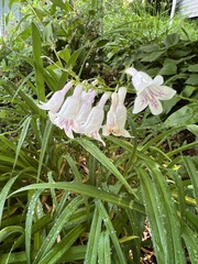 Penstemon digitalis