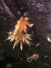 Coprinellus domesticus