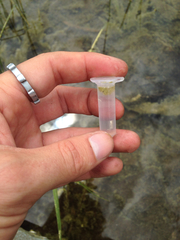 Entosiphon