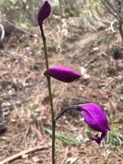 Bletia macristhmochila