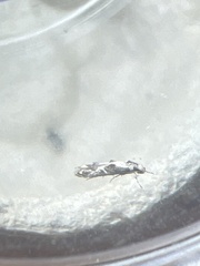Blastodacna hellerella