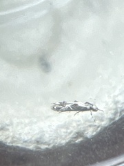 Blastodacna hellerella