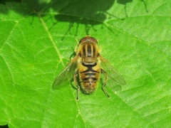 Parhelophilus versicolor